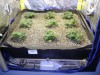 Smart Pot Flood Tray Liner 4'x4'x12" (724769)