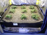Smart Pot Flood Tray Liner 4'x4'x12" (724769)