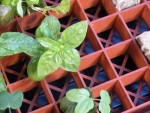 Grodan - Gro-Smart Tray Insert (707445) Grodan - Gro-Smart Tray Insert (707445)